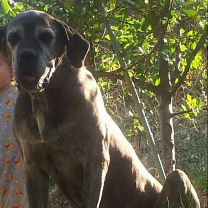 Dolceacqua: smarrito in località Caneo Tramontina il cane 'Camilla', l'appello dei proprietari (Foto)