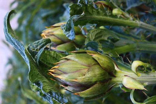 Alle Macine del Confluente di Badalucco venerdì sera un menù dedicato ai carciofi Alle Macine del Confluente di Badalucco venerdì sera un menù dedicato ai carciofi