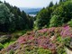 L'Oasi Zegna riparte dalle splendide fioriture spontanee e della Conca dei Rododendri