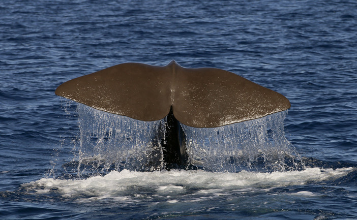 Giornata mondiale degli oceani in compagnia di tre grandi cetacei del santuario Pelagos: Propeller, Monet e Carli (foto) Giornata mondiale degli oceani in compagnia di tre grandi cetacei del santuario Pelagos: Propeller, Monet e Carli (foto)