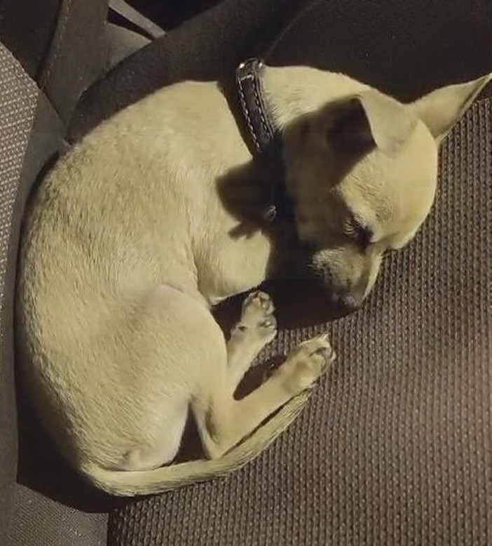 Sanremo: cane abbandonato da una coppia per andare a giocare al Casinò, denunciati alla Procura