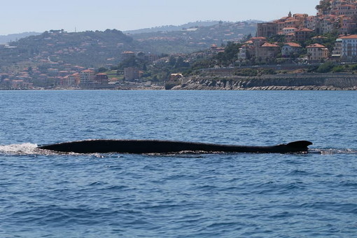 La balenottera 'Codamozza' ha superato il confine ed è in Francia: le ultime immagini in territorio italiano (Video) La balenottera 'Codamozza' ha superato il confine ed è in Francia: le ultime immagini in territorio italiano (Video)