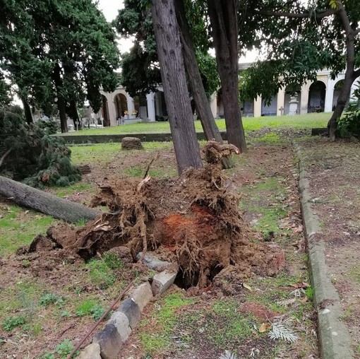 Sanremo: cipresso del 'Monumentale' alla Foce crolla nella giornata di ieri, fortunatamente il cimitero era chiuso (Foto) Sanremo: cipresso del 'Monumentale' alla Foce crolla nella giornata di ieri, fortunatamente il cimitero era chiuso (Foto)