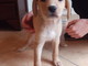 Ventimiglia: due cuccioli nati il 21 gennaio scorso sono alla ricerca di una famiglia da amare Ventimiglia: due cuccioli nati il 21 gennaio scorso sono alla ricerca di una famiglia da amare