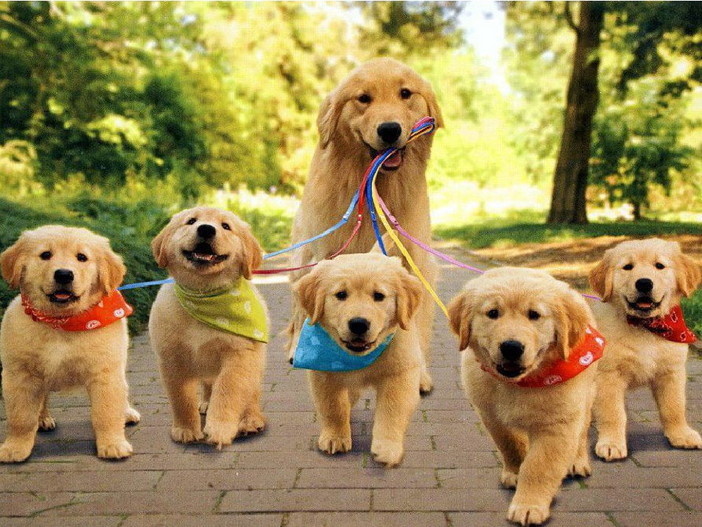 Sanremo: l'associazione insieme organizza il primo percorso formativo per il conseguimento del Diploma Nazionale di Educatore Cinofilo Sanremo: l'associazione insieme organizza il primo percorso formativo per il conseguimento del Diploma Nazionale di Educatore Cinofilo