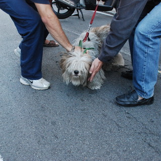 Sanremo: cane abbandonato in via Caduti del Lavoro, le indicazioni di una lettrice