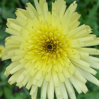 Ventimiglia: il 10 marzo una giornata di studio delle erbe spontanee organizzato da 'Terre di Grimaldi' Ventimiglia: il 10 marzo una giornata di studio delle erbe spontanee organizzato da 'Terre di Grimaldi'