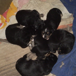 Foto generica di alcuni cuccioli