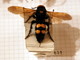 Bordighera: 65enne punto da una vespa velutina mentre è in scooter, soccorso dal 118. Non è grave
