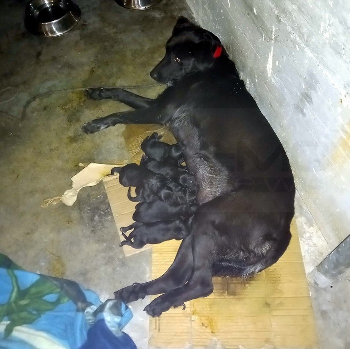 Camporosso: ‘Primo soccorso a sei zampe’, un evento da non perdere per gli amanti degli animali