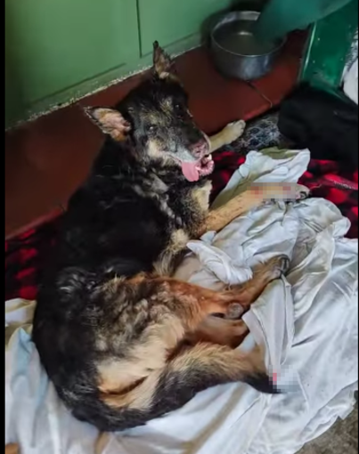 San Biagio della Cima, cane ferito salvato da Ambulanze Veterinarie Odv (Foto) San Biagio della Cima, cane ferito salvato da Ambulanze Veterinarie Odv (Foto)