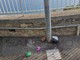 Ospedaletti: furto assurdo nelle ultime ore, rubato il cestino dell'immondizia da via dei Pepi (Foto)