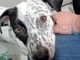 Taggia: cagnolina scomparsa nella zona tra la superstrada e la ciclabile, l'appello (Foto)
