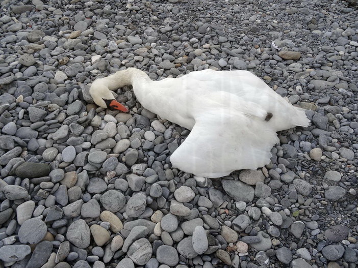 Cigno morto sul Lungo Roya a Ventimiglia: si muove il Comune che chiede intervento dell'Asl Cigno morto sul Lungo Roya a Ventimiglia: si muove il Comune che chiede intervento dell'Asl