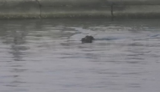 Sanremo: durante il Festival può capitare di tutto, ecco un cinghiale nuotare tra il porto e le spiagge (Video)