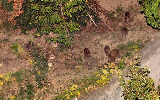 Cinghiali in Liguria: Coldiretti “Grave problema per le imprese agricole, l’ambiente e la sicurezza pubblica” Cinghiali in Liguria: Coldiretti “Grave problema per le imprese agricole, l’ambiente e la sicurezza pubblica”