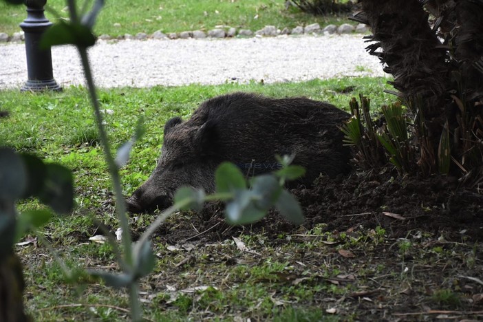 Le immagini dai giardini Tommaso Reggio Le immagini dai giardini Tommaso Reggio