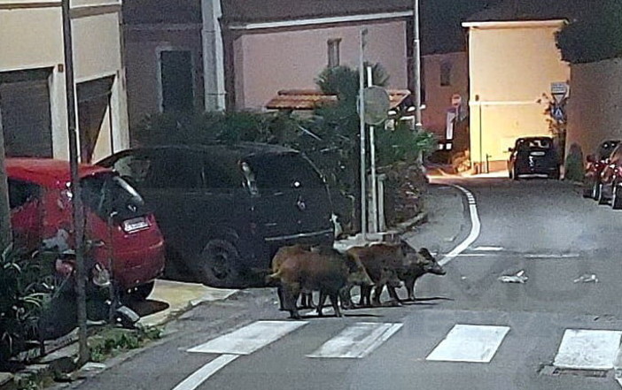 Cinghiali in giro per Terzorio, alcune sere fa