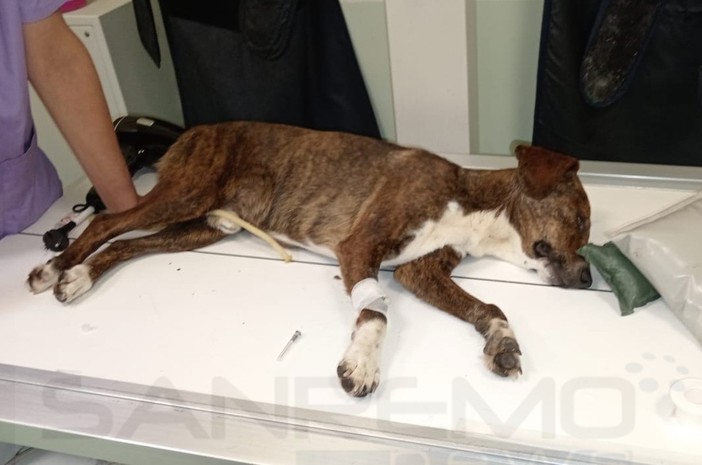 Fuggito da Ceriana e ritrovato a Badalucco: il cagnolino Filù è salvo, ma deve essere operato