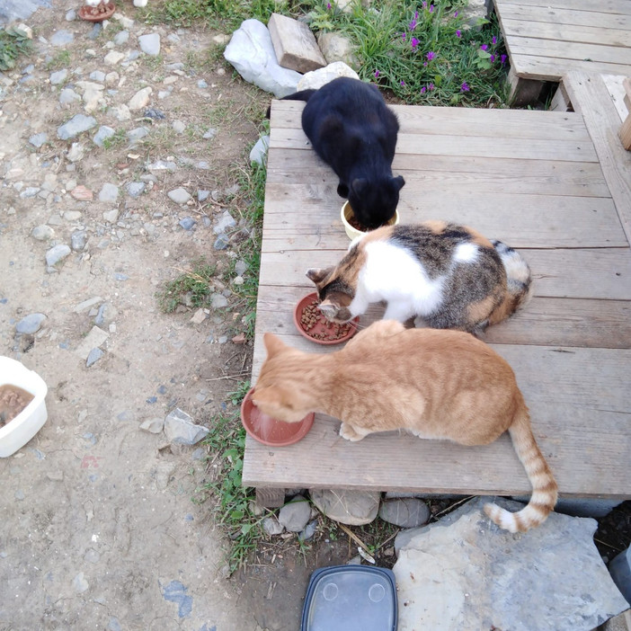 Sanremo rinnova l’accordo per le colonie feline: via libera alla convenzione 2026 con cure veterinarie e sterilizzazioni Sanremo rinnova l’accordo per le colonie feline: via libera alla convenzione 2026 con cure veterinarie e sterilizzazioni