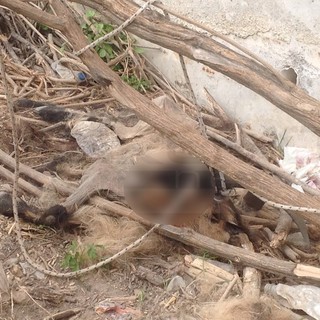 Ventimiglia: una capretta in stato di decomposizione sul greto del Roya, spettacolo indecoroso (Foto)