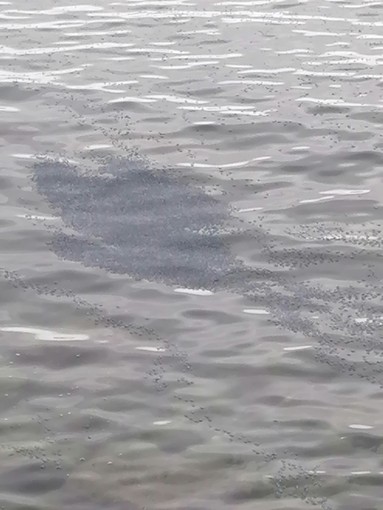 Ventimiglia, "grosse chiazze nere in mare": la segnalazione (Foto) Ventimiglia, "grosse chiazze nere in mare": la segnalazione (Foto)