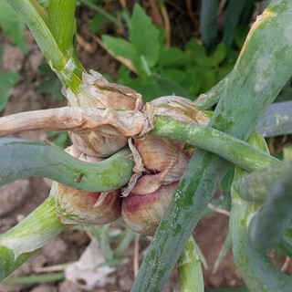 San Biagio della Cima: sabato prossimo un incontro sul recupero e la salvaguardia della Cipolla Egiziana