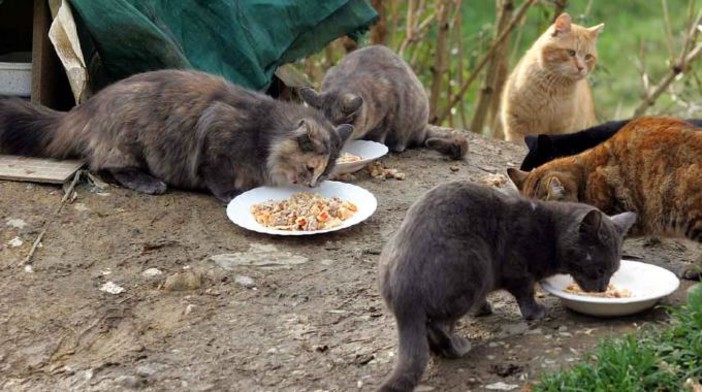 A Ventimiglia è iniziato il censimento delle colonie feline per la sterilizzazione: tutte le informazioni utili A Ventimiglia è iniziato il censimento delle colonie feline per la sterilizzazione: tutte le informazioni utili