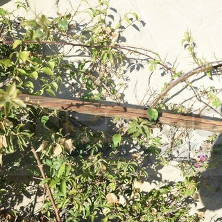 Sanremo: sopralluogo del Comune per il grosso cavo sull'Aurelia, verrà rimosso a breve (Foto)