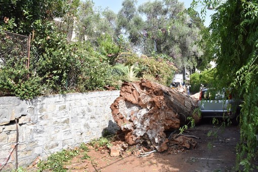 Sanremo: eucaliptus crollato in via Tasso, rinviato a domani il lavoro di rimozione e cambio di viabilità (Foto)