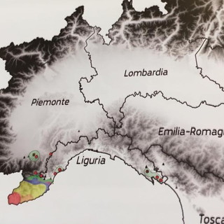 Ventimiglia: il comprensorio intemelio tra i più colpiti dalla Vespa Velutina, il Sindaco chiederà finanziamenti per combatterla