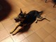 Ventimiglia: trovato dalla Polizia Locale un cane in zona Verrandi, ora è custodito dall'Asl (Foto)