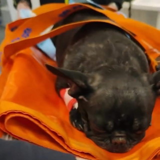 Ventimiglia: salvano la cagnolina 'Bella' da un colpo di calore, i ringraziamenti ad Ambulanze Veterinarie Odv