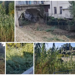 Ventimiglia: il rio Latte era invaso da un vero e proprio 'canneto', intervento degli operai comunali (Foto) Ventimiglia: il rio Latte era invaso da un vero e proprio 'canneto', intervento degli operai comunali (Foto)