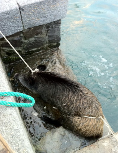 Bordighera: cinghiale trovato ferito al porto, in corso le operazioni di soccorso Bordighera: cinghiale trovato ferito al porto, in corso le operazioni di soccorso