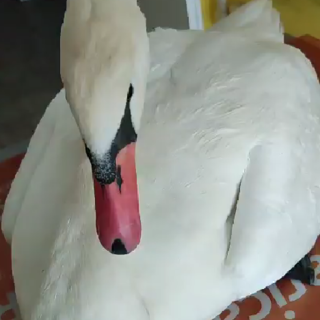 Arma di Taggia, cigno ferito salvato da "Ambulanze Veterinarie Odv" (Foto e video) Arma di Taggia, cigno ferito salvato da "Ambulanze Veterinarie Odv" (Foto e video)