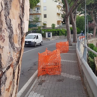 Sanremo: cantiere per la sostituzione dei pini in via Padre Semeria, interpellanza di Fratelli d'Italia Sanremo: cantiere per la sostituzione dei pini in via Padre Semeria, interpellanza di Fratelli d'Italia