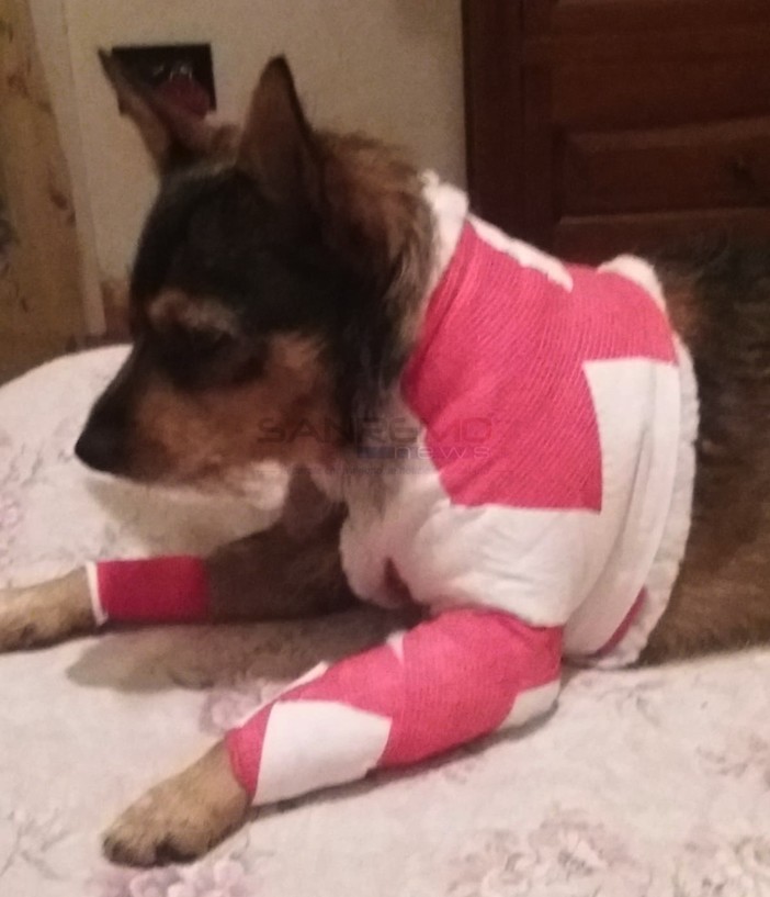 Il cane ferito oggi nella Pigna