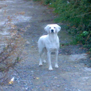 Ordinanza affama cani e gatti: vietato dare cibo ai randagi lungo le vie pubbliche a Perinaldo, animalisti sul piede di guerra