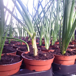 Adotta una piantina di ‘Cipolla Egiziana’: un progetto di R&B Agricoltura rivolto ai bambini e alle scuole Adotta una piantina di ‘Cipolla Egiziana’: un progetto di R&B Agricoltura rivolto ai bambini e alle scuole