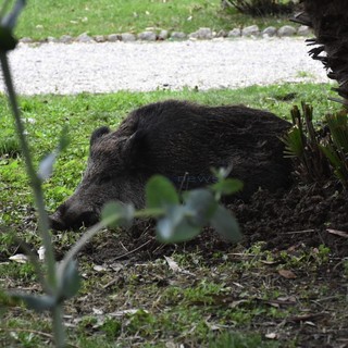Le immagini dai giardini Tommaso Reggio Le immagini dai giardini Tommaso Reggio