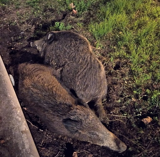 Camporosso, cinghiali aggrediscono due cani nel cortile di una casa Camporosso, cinghiali aggrediscono due cani nel cortile di una casa