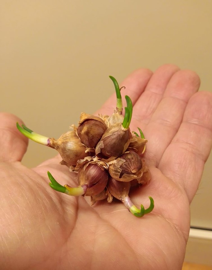 Cipolla egiziana: aumentano le truffe online tra gli agricoltori, le raccomandazioni di Marco Damele Cipolla egiziana: aumentano le truffe online tra gli agricoltori, le raccomandazioni di Marco Damele