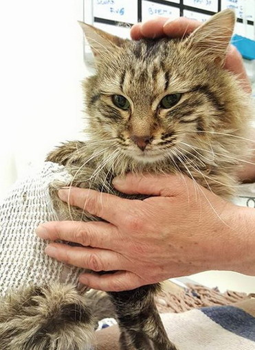 Sanremo: il gattino Casper è stato operato e sta meglio, domani l'apertura delle scatole con le offerte