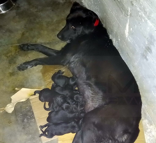 Sanremo: la Municipale conferma "La cagnolona non tornerà con il clochard e i cuccioli saranno adottati"