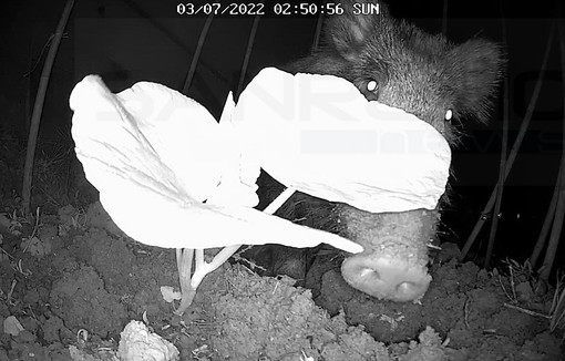 Sanremo: un cinghiale nell'orto a pochi passi dal centro, ecco le riprese notturne da un lettore (Video) Sanremo: un cinghiale nell'orto a pochi passi dal centro, ecco le riprese notturne da un lettore (Video)