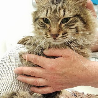 Sanremo: il gattino Casper è stato operato e sta meglio, domani l'apertura delle scatole con le offerte