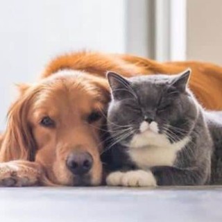 Sanremo vara il nuovo regolamento per la tutela degli animali: rimandato il contributo per le adozioni, ‘penale’ di 500 euro per chi vuole separarsi dal proprio animale