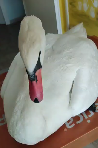 Arma di Taggia, cigno ferito salvato da "Ambulanze Veterinarie Odv" (Foto e video) Arma di Taggia, cigno ferito salvato da "Ambulanze Veterinarie Odv" (Foto e video)