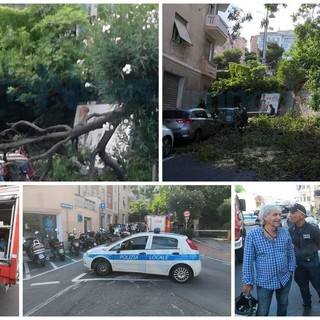 Imperia: crolla un albero in via Pirinoli, strada chiusa e intervento dei Vigili del Fuoco (Foto e Video)
